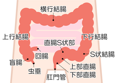 腸内イメージ