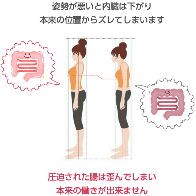 姿勢が悪いと内臓は下がり本来の位置からズレてしまいます。圧迫された腸は歪んでしまい本来の働きが出来ません